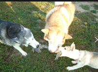 Fury, Fang and Simi - tug of war!